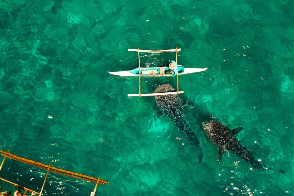 What's the biggest shark in the world?